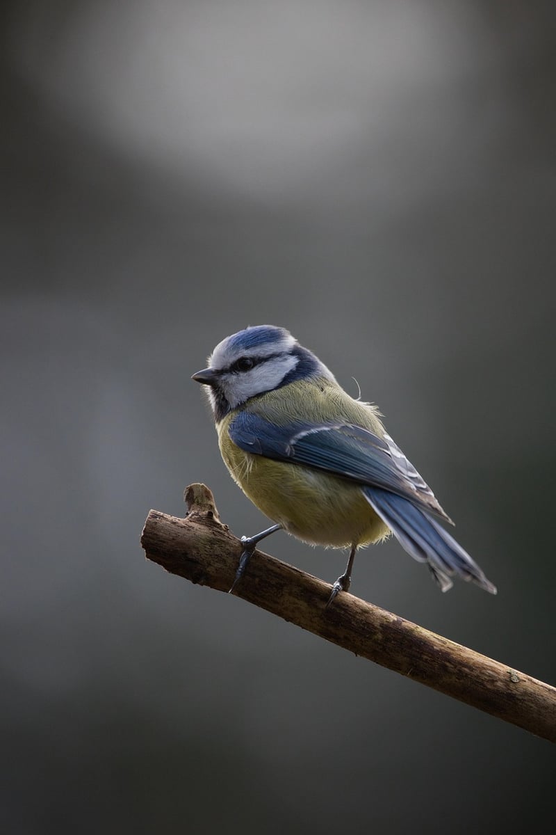 Nature Photography